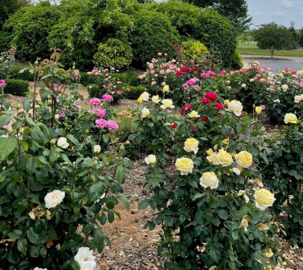 The Hospice Serenity Garden